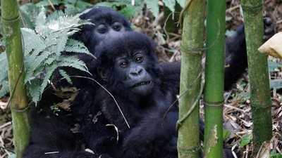Foto: Keakraban Keluarga Gorila yang Terancam Punah di Rwanda