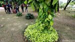 Perhatian! Rumput di Taman Monas Sekarang Boleh Diinjak