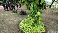 Pemprov DKI Jakarta berharap warga kini dapat memanfaatkan dengan baik fungsi Monas sebagai taman, bisa bersantai, berolahraga ataupun berkumpul karena tidak ada lagi pembatas di rerumputan.