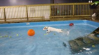 Tempat penitipan ini memiliki  3 area bermain indoor, 2 pekarangan besar dan kolam renang indoor. Para anjing bebas berenang semaunya (Happy Tails/Facebook)