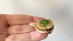 Unik! 10 Makanan Berukuran Mini Ini Dibuat Pengguna Instagram Asal Turki