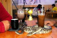 Minum Kopi di Kafe Ini Bisa Ditemani dengan Ular, Berani Nggak?