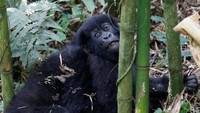 Pada April 2017 lalu, diketahui ada Gorila yang mengamuk di Taman Nasional dan mengejar para turis (Foto: Dok. REUTERS/Thomas Mukoya)