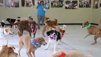 Selain bermain, anjing-anjing di sini juga dirawat dan dibentuk bisa bersosialisasi dengan anjing lainnya (Happy Tails/Facebook)