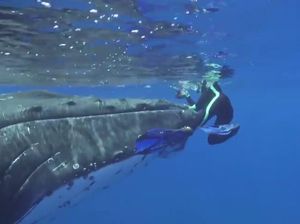 Kasihan, Paus Bungkuk Berhenti Bernyanyi di Bawah Laut Karena Polusi