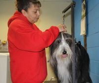 Mereka juga dirawat oleh profesional (Happy Tails/Facebook)