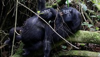 Gorila dari keluarga Sabyinyo tampak sedang berinteraksi satu sama lain (Foto: Dok. REUTERS/Thomas Mukoya)