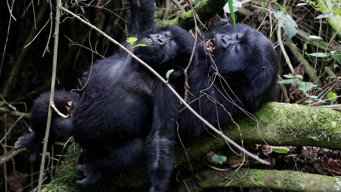 Endangered high mountain gorillas from Sabyinyo family react as they play inside the forest within the Volcanoes National Park near Kinigi, northwestern Rwanda, January 9, 2018. Picture taken January 9, 2018. REUTERS/Thomas Mukoya