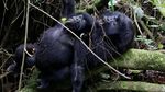 Foto: Keakraban Keluarga Gorila yang Terancam Punah di Rwanda