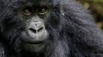 Foto: Keakraban Keluarga Gorila yang Terancam Punah di Rwanda