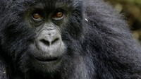 Gorila termasuk hewan yang terancam punah (Foto: Dok. REUTERS/Thomas Mukoya)