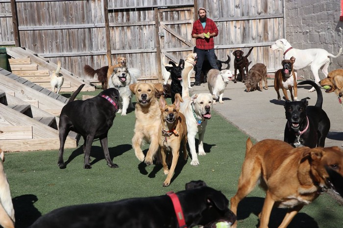 Mengintip Tempat Penitipan Anjing Paling Bahagia