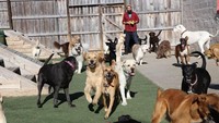 Tempat penitipan anjing ini berada di Norfolk, Virginia, Amerika Serikat (Happy Tails/Facebook)