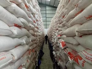 Bantu Korban Palu, Bulog Salurkan 300 Ton Beras