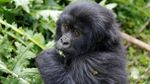 Foto: Keakraban Keluarga Gorila yang Terancam Punah di Rwanda