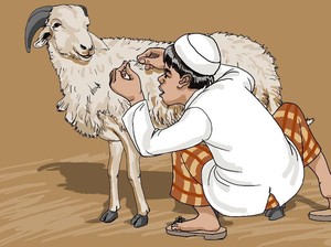 Menghitung Bulu Domba