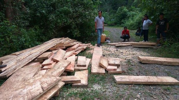 2 Kubik Kayu Pembalakan Liar di Aceh Dimusnahkan, Pelaku Diamankan