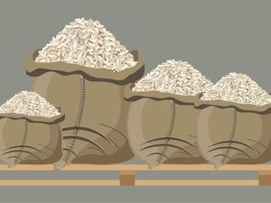 Klaim Semu Swasembada Beras