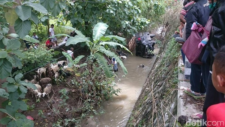 Pikap Terjun ke Sungai, 3 Penumpang Luka dan 6 Ekor Kambing Mati Pikap Terjun ke Sungai, 3 Penumpang Luka dan 6 Ekor Kambing Mati