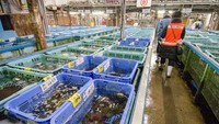 Di Pasar dalam, terdapat gudang besar yang mencakup area pemeriksaan ikan hidup. Pembeli dapat memeriksa ikan dan makanan laut di dalam keranjang sebelum membelinya.Foto: Pasar Tsukiji. (Dok. Everintransit)