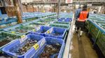 Foto: Pasar Ikan Tsukiji yang Ingin Ditiru Sandiaga