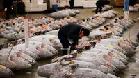 Selain tuna segar, terdapat juga pelelangan ikan tuna beku. Seorang ahli melihat kualitas ikan tuna yang dilelang. Foto: Pasar Tsukiji. (Dok. Reuters)