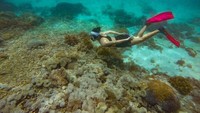 Aku kembali...bahagia akhirnya bisa kembali bertemu dan menyelami lautan...Selamat pagi dari bawah laut Labuan Bajo, tulisnya lagi. Foto: Instagram @putrimarino