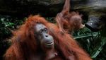 Kenalkan Ini Khansa, Bayi Orang Utan yang Terancam Punah