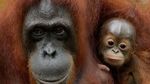 Kenalkan Ini Khansa, Bayi Orang Utan yang Terancam Punah