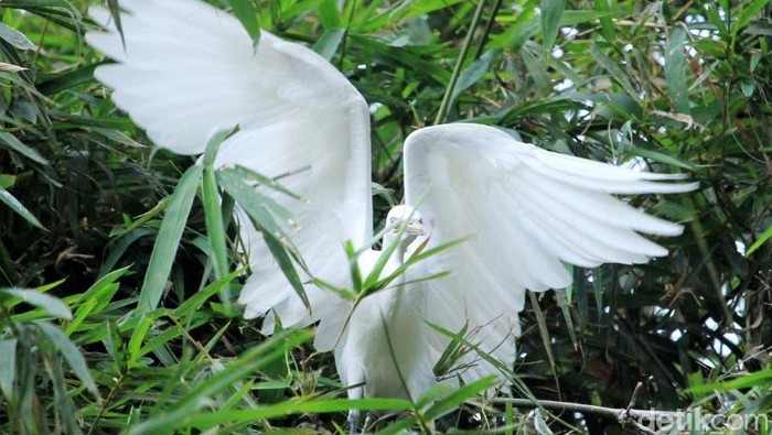 Rancabayawak Surga Terakhir Kawanan Burung Blekok