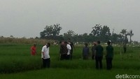 Setelah itu mereka lanjut berjalan kaki ke luar lahan sawah. Jokowi lalu menjelaskan tentang program padat karya untuk memberdayakan para petani.