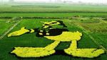 Keren! 10 Karya Seni yang Cantik Ini Dibuat di Atas Hamparan Sawah