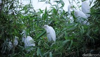 Di kampung yang dikenal sebagai salah satu kampung kreatif yang ada di Kota Bandung tersebut, sekawan burung blekok bermukim, bertelur dan beranak pinak.