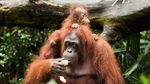 Kenalkan Ini Khansa, Bayi Orang Utan yang Terancam Punah