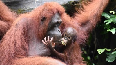 Kenalkan Ini Khansa, Bayi Orang Utan yang Terancam Punah