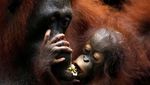 Kenalkan Ini Khansa, Bayi Orang Utan yang Terancam Punah