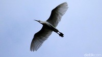 Meski tidak merusak habitat hidup mereka, namun proyek itu menggusur sawah tempat burung mencari makan.