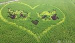 Keren! 10 Karya Seni yang Cantik Ini Dibuat di Atas Hamparan Sawah