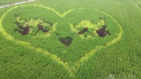 Crop circle di atas sawah padi juga bisa dibuat dengan bentuk hati. Siapapun yang melihatnya pasti akan jatuh cinta.  Foto: Istimewa