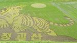 Keren! 10 Karya Seni yang Cantik Ini Dibuat di Atas Hamparan Sawah