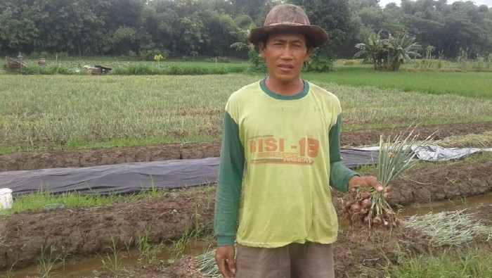 Ini yang Dilakukan Petani Ponorogo Saat Harga Bawang Anjlok