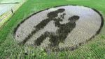 Keren! 10 Karya Seni yang Cantik Ini Dibuat di Atas Hamparan Sawah