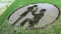 Sawah yang satu ini terlihat sangat romantis. Bagaimana tidak, ada seorang pria yang memberikan setangkai mawar pada kekasih wanitanya. So Sweet! Foto: Istimewa