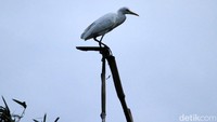 Habitat burung-burung itu dijaga berdasarkan Peraturan Daerah Kota Bandung No. 11 Tahun 2005 tentang Penyelenggaraan Ketertiban, Kebersihan, dan Keindahan Kota Bandung. Dilarang merusak tempat tinggal dan membunuh atau memperjualbelikan kedua jenis burung ini karena dapat terancam denda Rp 5 juta ditambah sanksi administrasi lainnya.