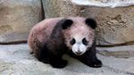 Debut Perdana Yuan Meng, Bayi Panda Pertama di Prancis