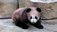 Bayi ini merupakan anak dari dua ekor panda yang tiba di kebun binatang Beauval pada 2012, sebagai pinjaman dari Cina dalam program reproduksi.