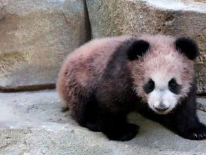 Pengunjung Antusias Saksikan Bayi Panda Pertama di Prancis