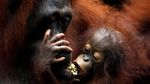 Kenalkan Ini Khansa, Bayi Orang Utan yang Terancam Punah