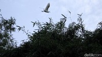 Pohon bambu dan selong yang ada di Kampung Rancabayawak, menjadi tempat peristirahatan kawanan burung tersebut.