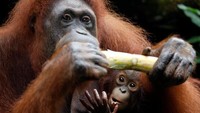 Khansa bersama induknya di kebun binatang Singapura. Foto: AFP